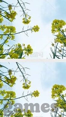 花与剑九游版下载-花与剑九游版下载体验，一场梦幻般的冒险之旅